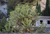 Araucaria araucana. Верхушка кроны. Абхазия, Гудаутский р-н, с. Лдза, озеленение. 15.04.2024.