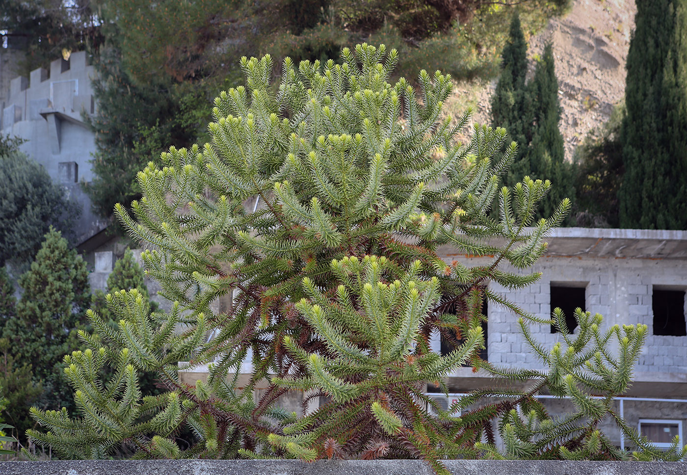 Image of Araucaria angustifolia specimen.
