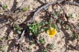 Limbarda crithmoides