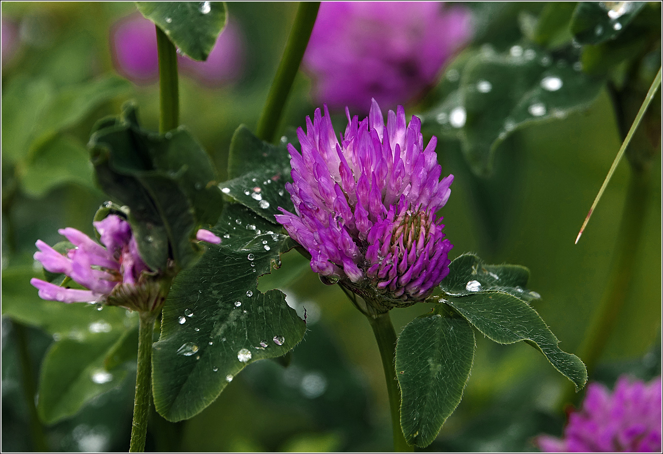 Image of Trifolium pratense specimen.