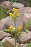 Phlomoides speciosa
