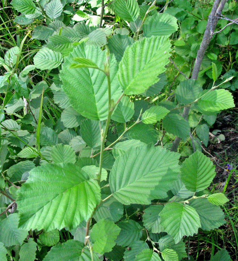Изображение особи Alnus incana.