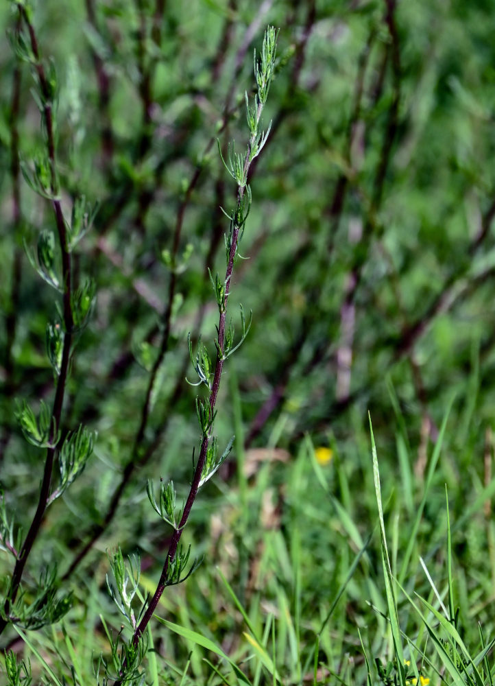 Image of Artemisia campestris specimen.