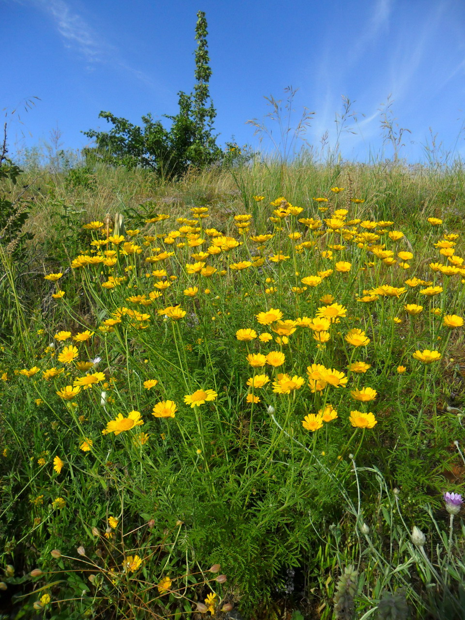 Image of Anthemis tinctoria specimen.