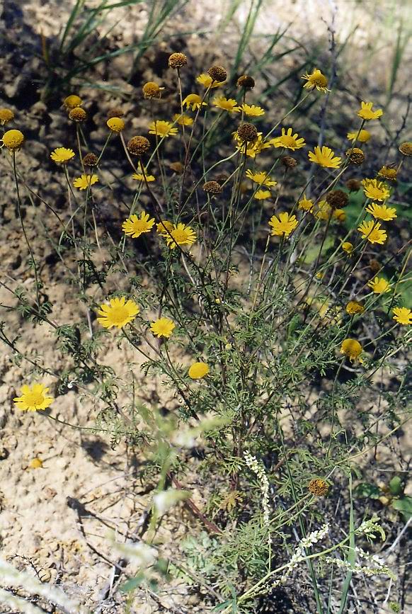 Image of Anthemis tinctoria specimen.