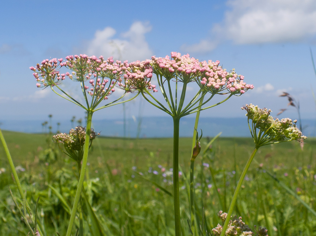 Image of Pimpinella rhodantha specimen.