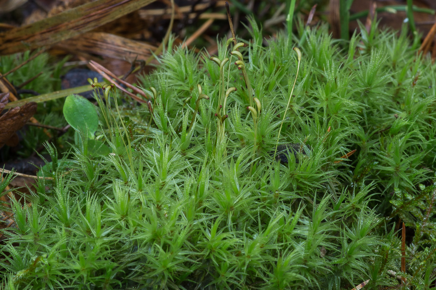 Image of Dicranum polysetum specimen.