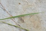 семейство Poaceae