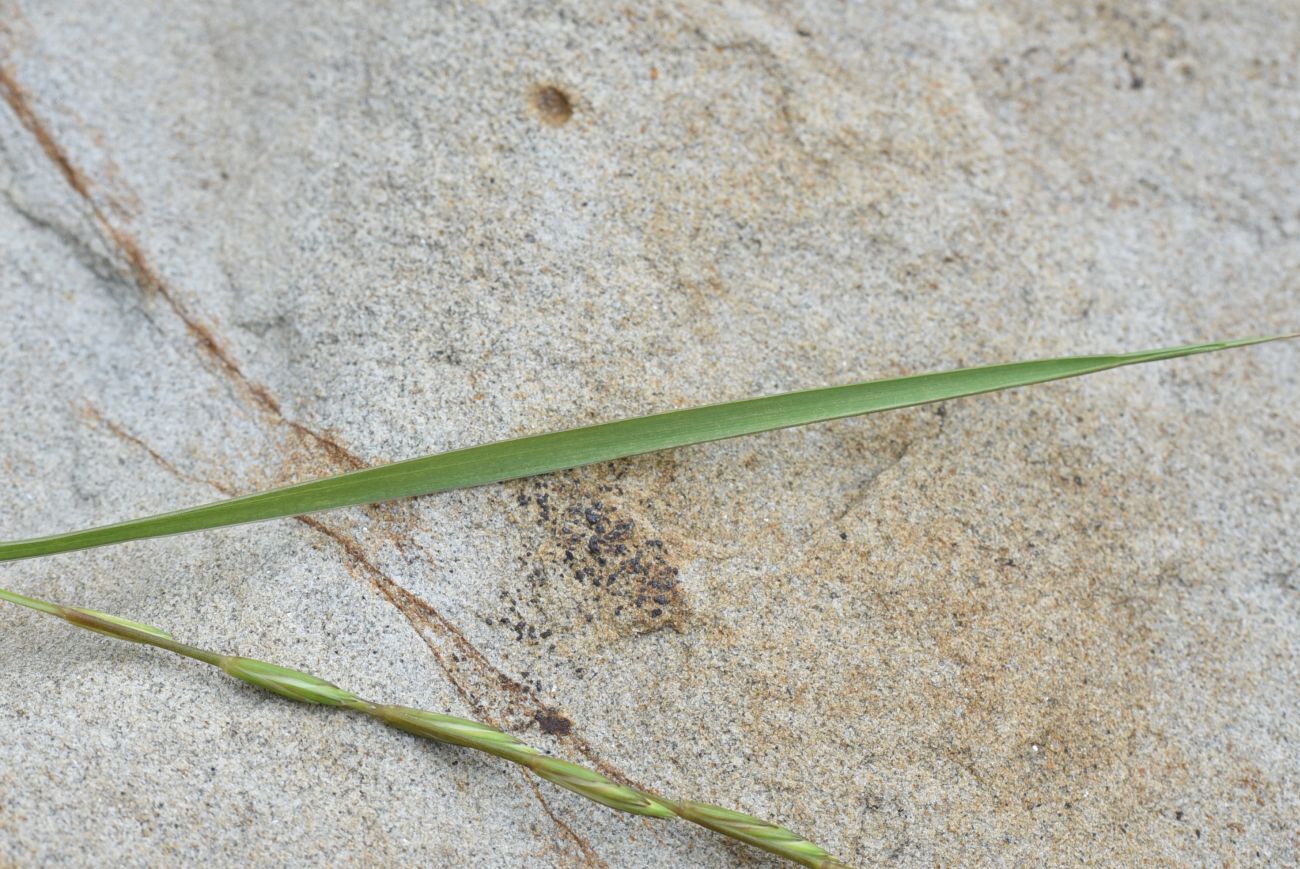 Изображение особи семейство Poaceae.