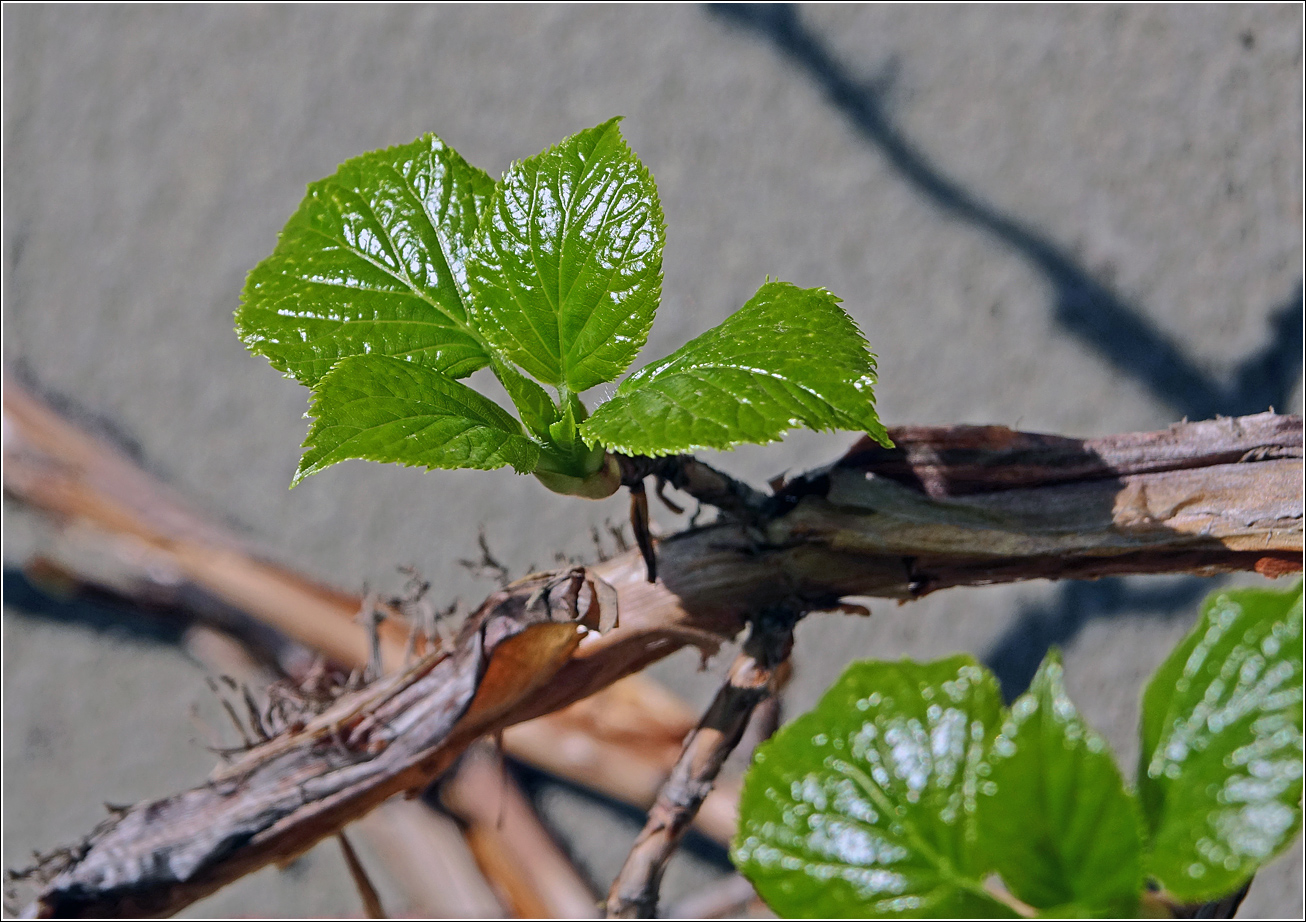 Image of Hydrangea petiolaris specimen.