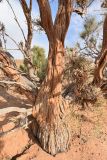 Haloxylon aphyllum