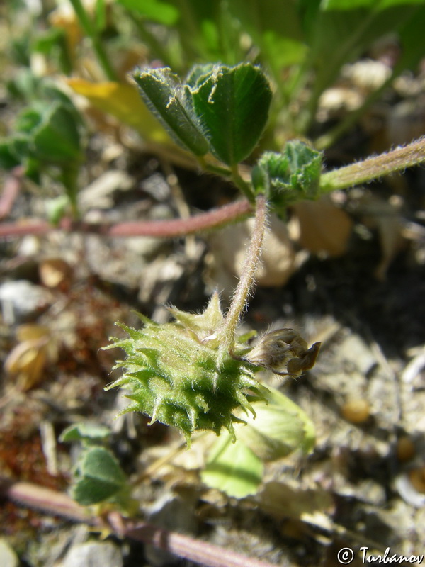 Image of Medicago rigidula specimen.