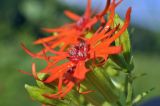 Lychnis wilfordii