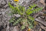 род Taraxacum