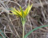 Tragopogon brevirostris