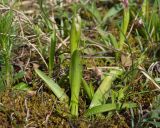 Anacamptis morio подвид caucasica