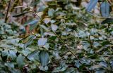Lauro-cerasus officinalis. Ветвь с нераспустившимися генеративными почками. Краснодарский край, Сочи, Хостинский р-н, ущ. р. Хоста, Тисово-самшитовая роща, смешанный лес. 10.03.2025.