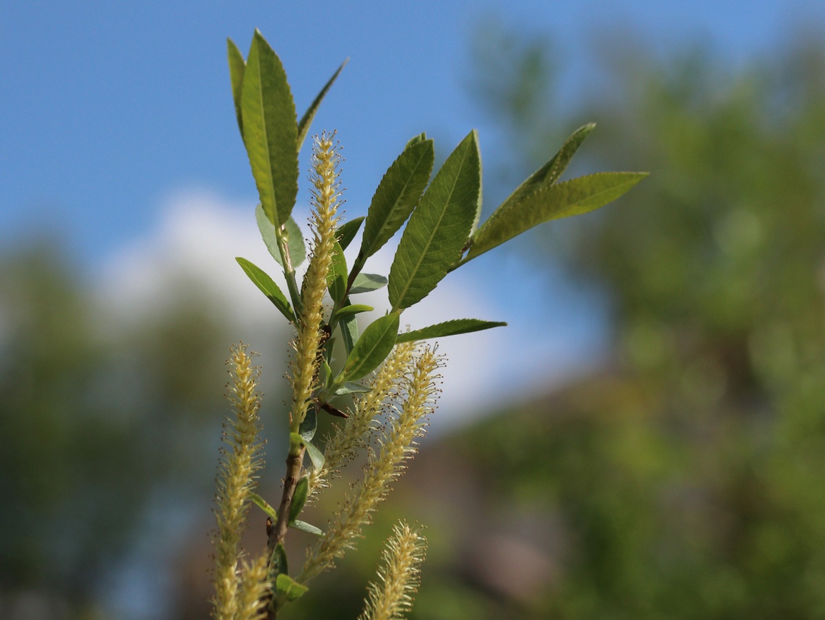Image of Salix triandra specimen.