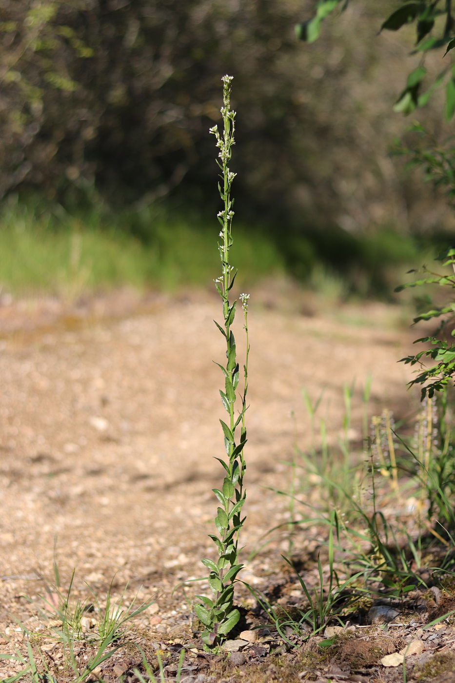 Изображение особи Arabis sagittata.