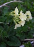 Primula cordifolia