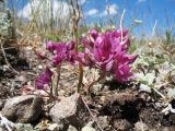 Allium aksuzhabagliense