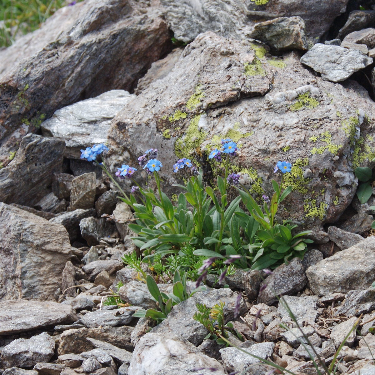 Изображение особи Myosotis alpestris.