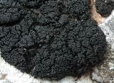 View full-size image Thallinocarpon nigritellum
