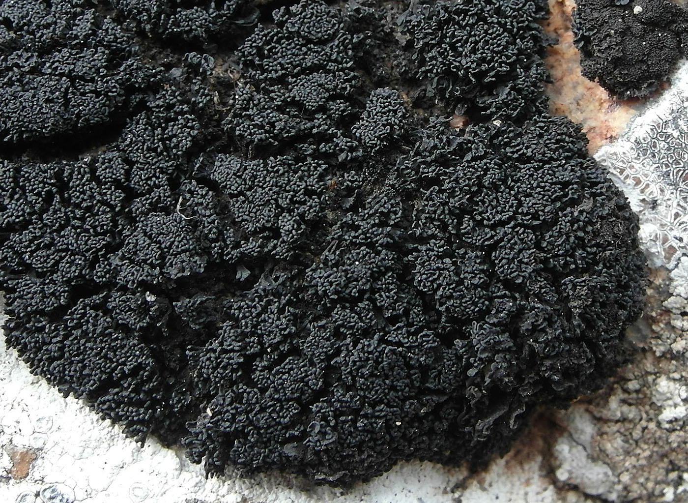 Image of Thallinocarpon nigritellum specimen.