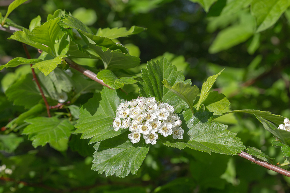 Изображение особи Crataegus submollis.