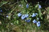 род Myosotis