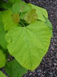 род Catalpa