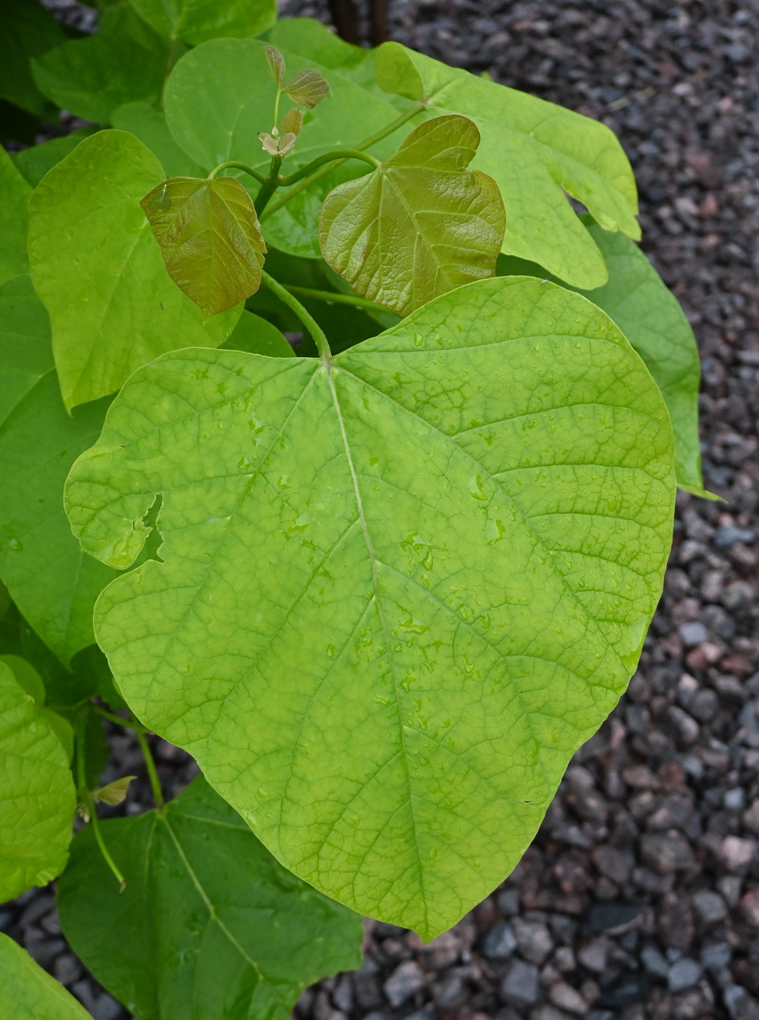 Изображение особи род Catalpa.