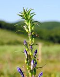 Lobelia sessilifolia. Верхушка соцветия с бутонами. Приморский край, ЗАТО Фокино, окр. пос. Путятин; о-в Путятина, восточное побережье, бух. 2я-5я, луг. 14.08.2025.