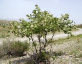Image of taxon representative. Author is Павел Горбунов