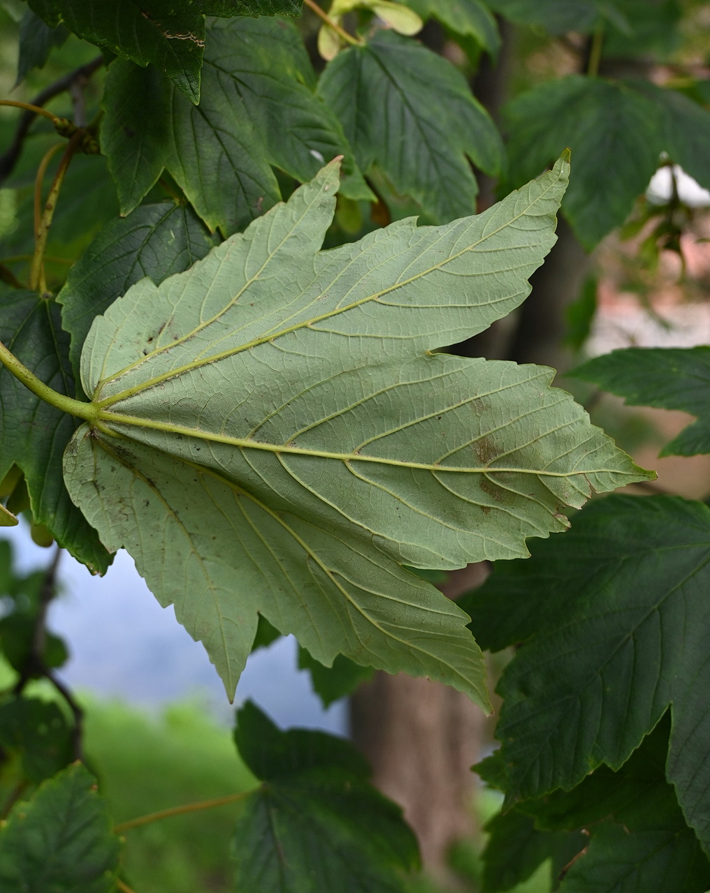 Изображение особи Acer pseudoplatanus.