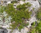 Rhamnus tortuosa. Цветущее растение. Карачаево-Черкесия, Зеленчукский р-н, гора Джангур, ≈ 1500 м н.у.м., в расщелине известняковой скалы. 04.06.2025.
