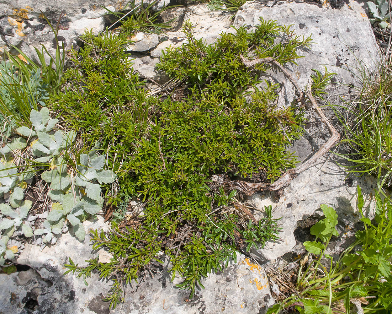 Изображение особи Rhamnus tortuosa.