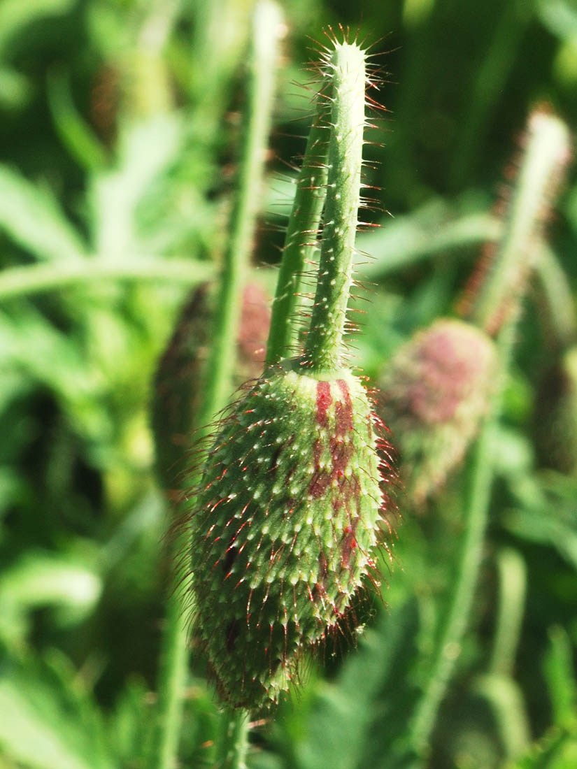Image of Papaver rhoeas specimen.