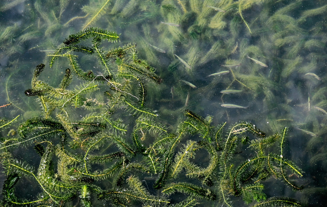 Изображение особи Elodea canadensis.