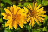 Heliopsis helianthoides. Соцветия разной степени развития. Пермь, Ленинский р-н, городская эспланада. 1 сентября 2024 г.