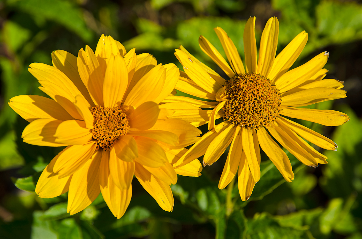 Изображение особи Heliopsis helianthoides.
