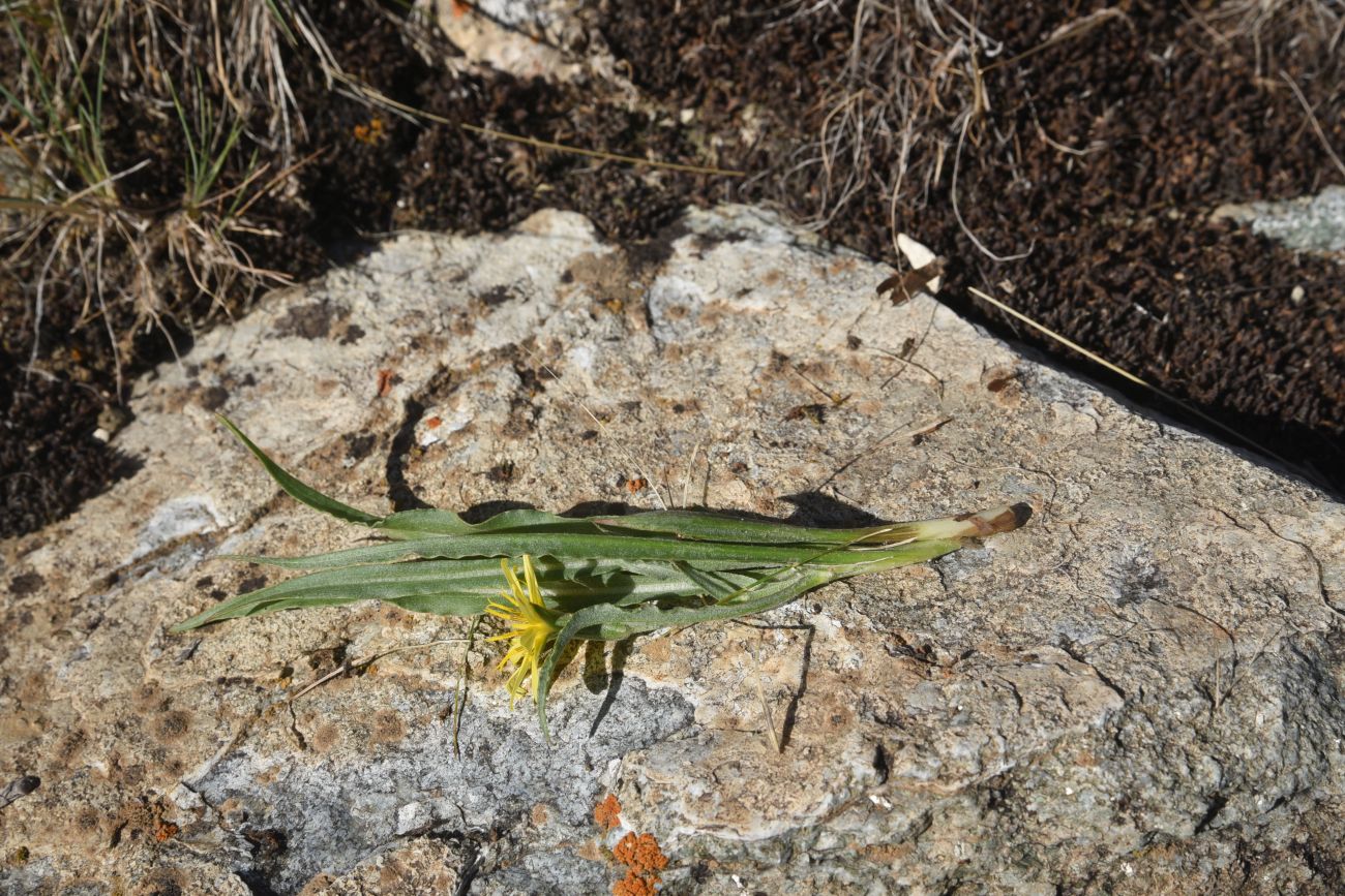 Изображение особи род Scorzonera.