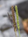 Plantago major