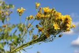 Hieracium umbellatum. Общее соцветие с фасциированным главным побегом. Беларусь, Витебская обл., окр. пос. Езерище, злаково-разнотравный суходольный луг. 09.08.2025.