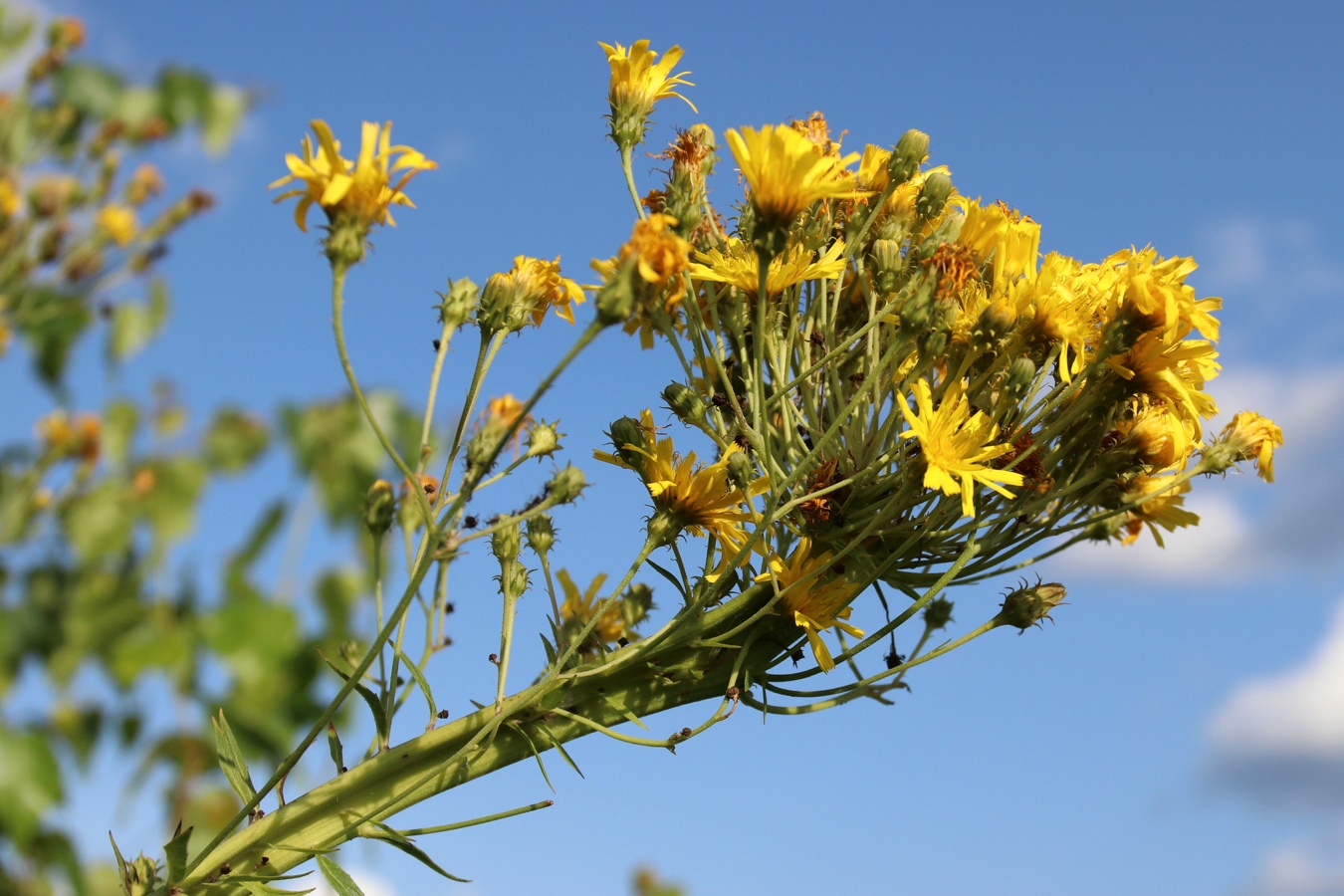 Image of Hieracium umbellatum specimen.