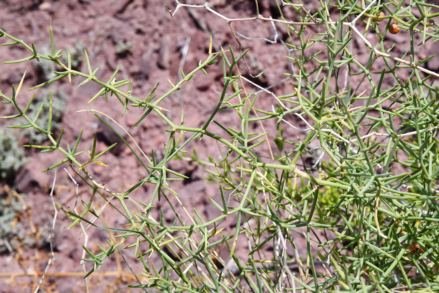 Изображение особи Asparagus breslerianus.
