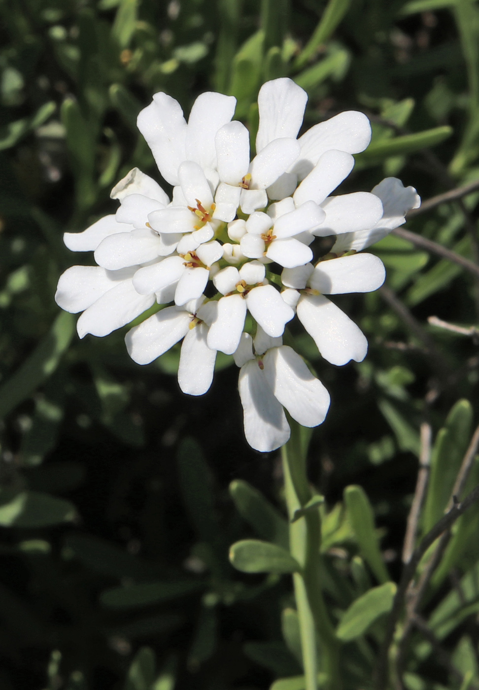 Image of Iberis sempervirens specimen.
