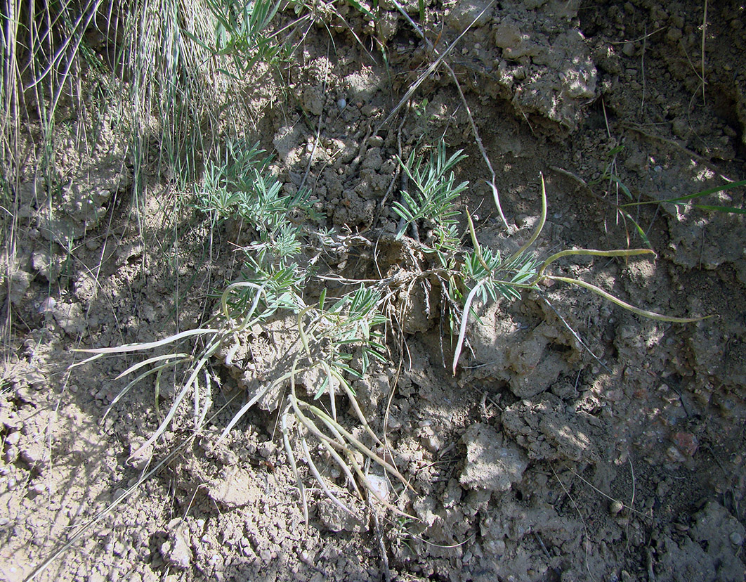Image of Astragalus ketmentubensis specimen.