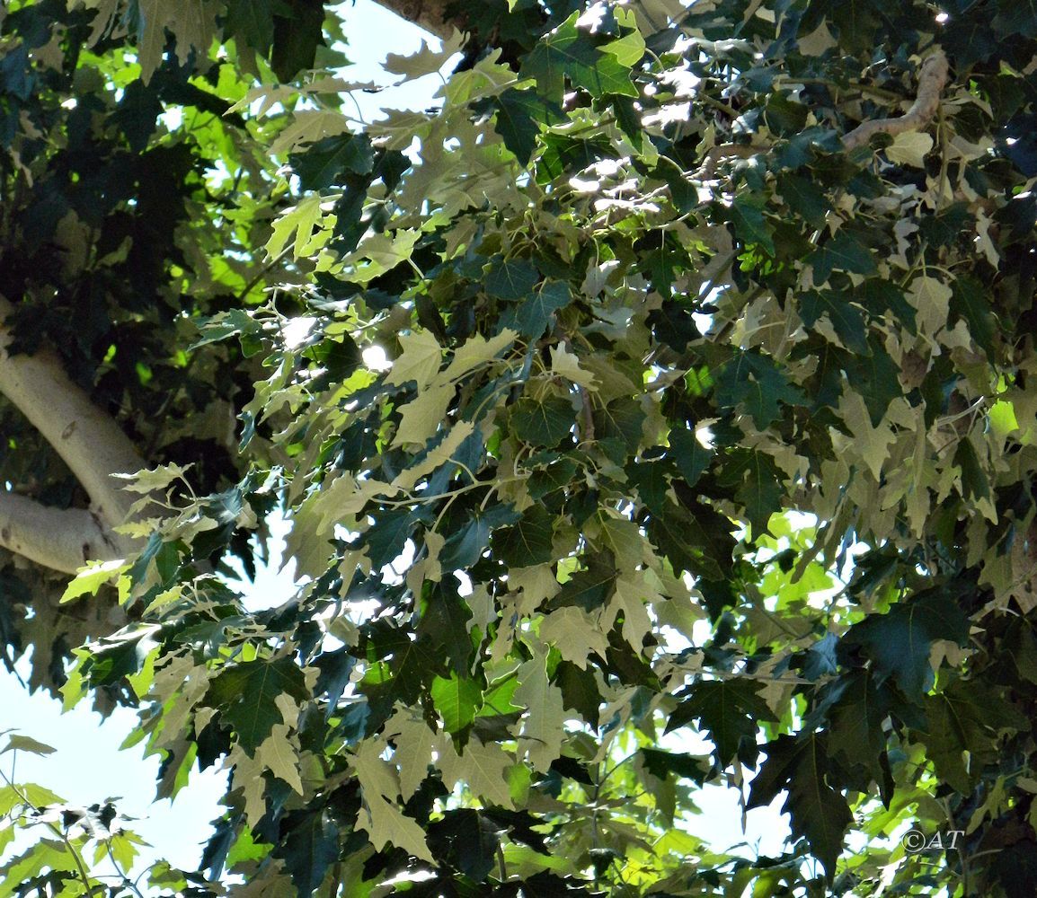 Изображение особи Populus alba.