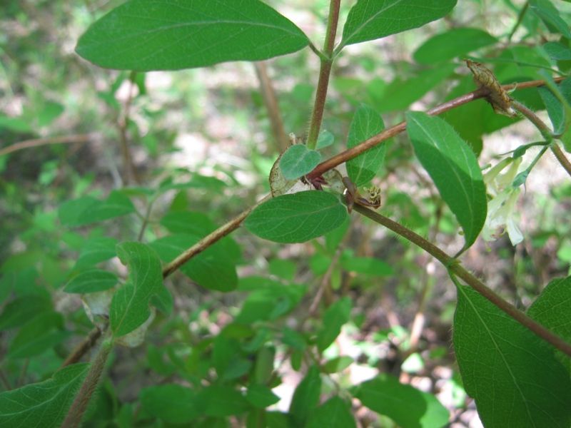 Image of Lonicera pallasii specimen.